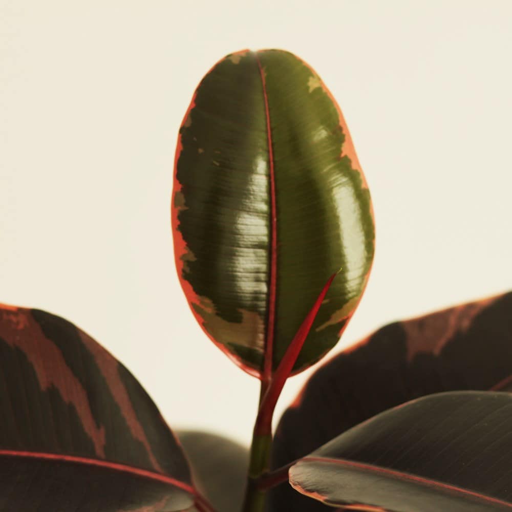 <i>Ficus elastica</i> 'Ruby'