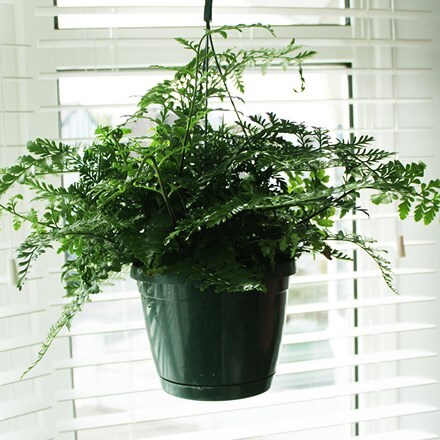 Asplenium Parvati