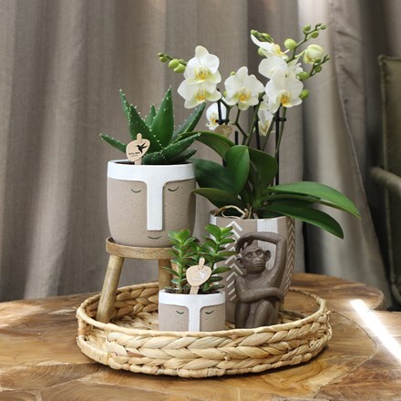 Complete Orchid Gift Set Jungle