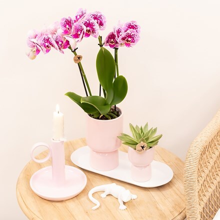 Complete Orchid Gift Set Rosa
