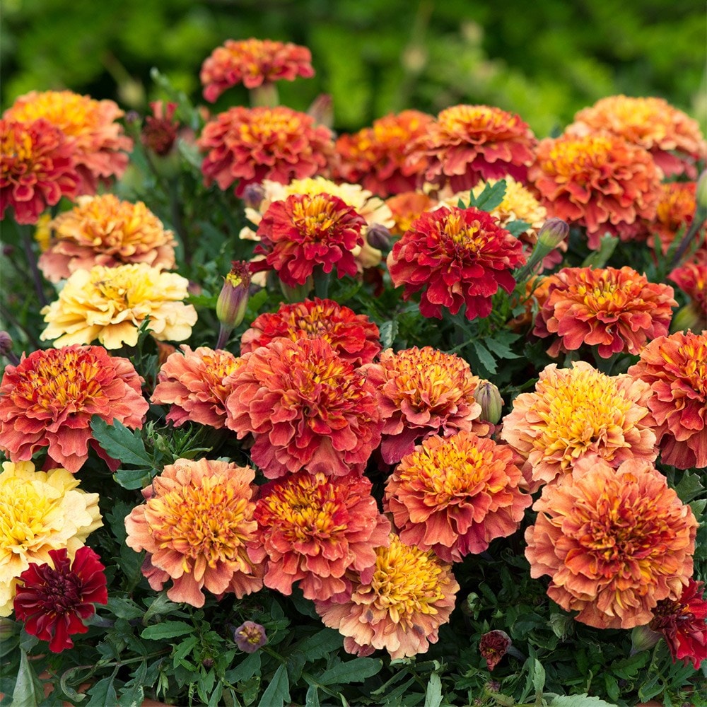 French marigold