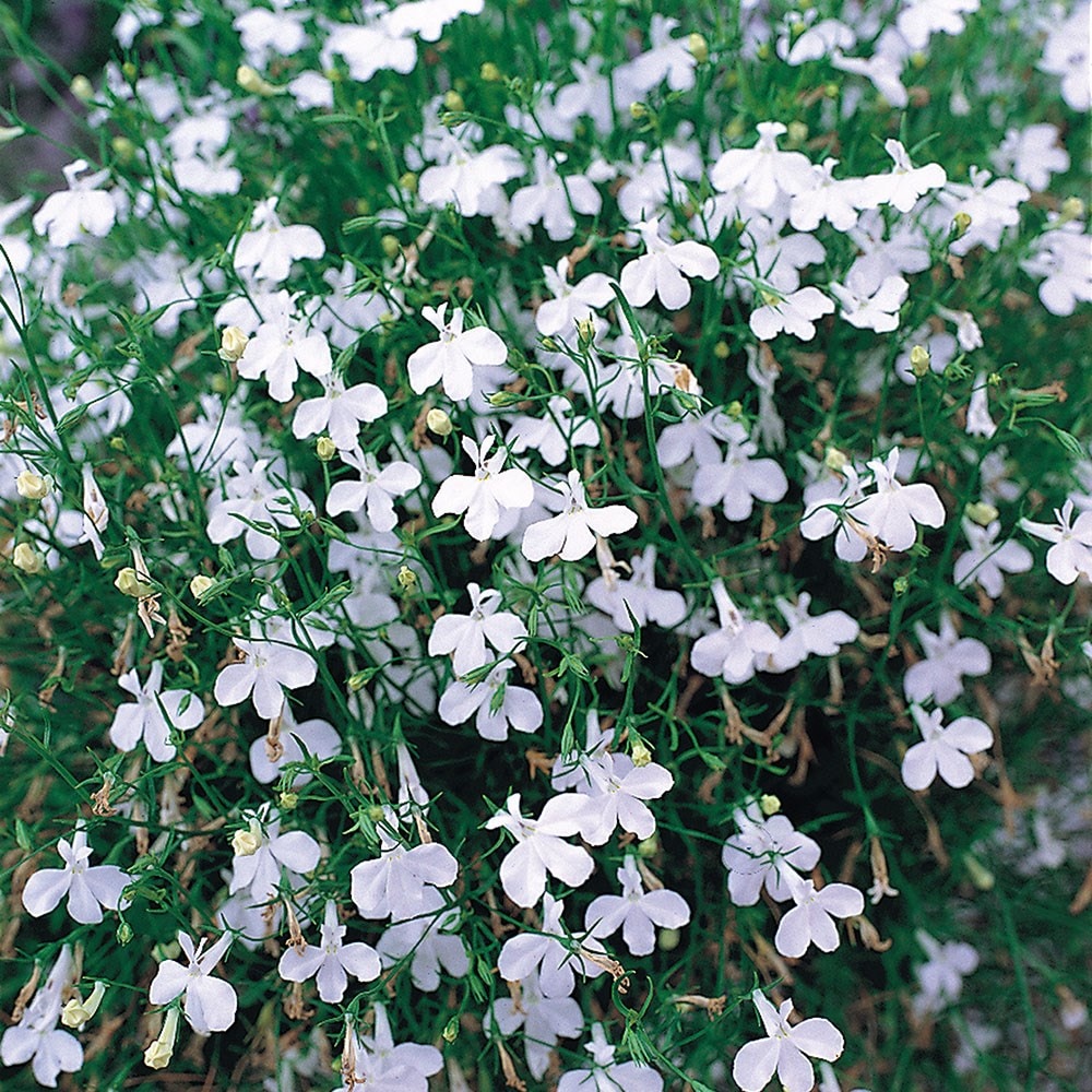 <i>Lobelia erinus</i> 'Fountain White' (Fountain Series)