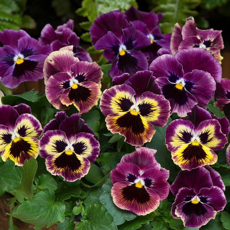 pansy 'Frizzle Sizzle Purple Shades' (Frizzle Sizzle Series) F1