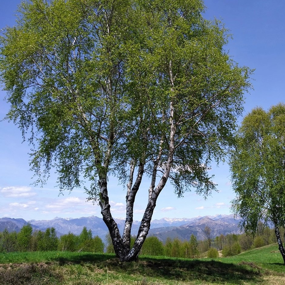 Buy silver birch Betula pendula