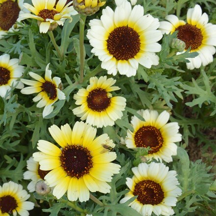 Chrysanthemum Eastern Star