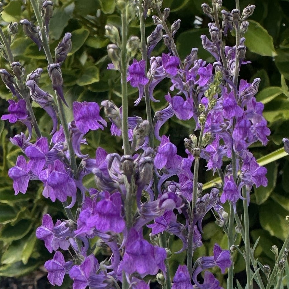<i>Linaria purpurea</i> 