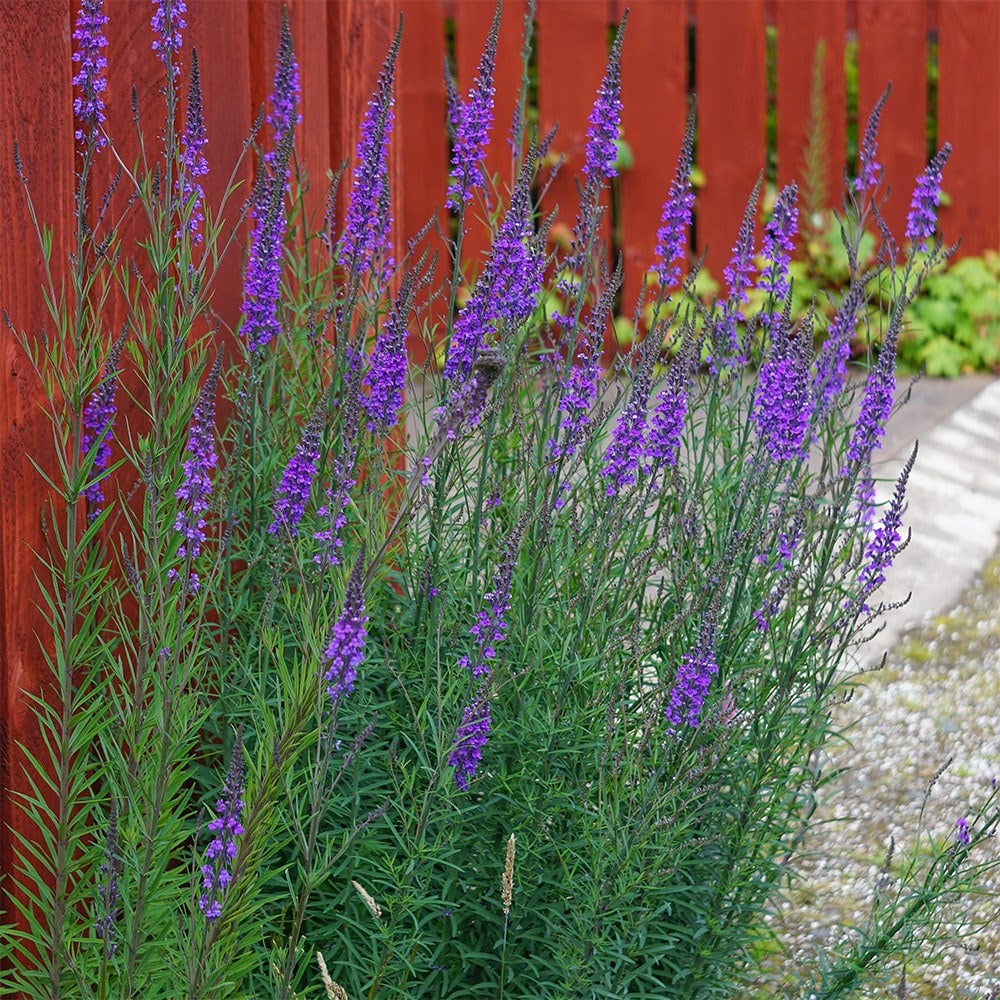 <i>Linaria purpurea</i> 