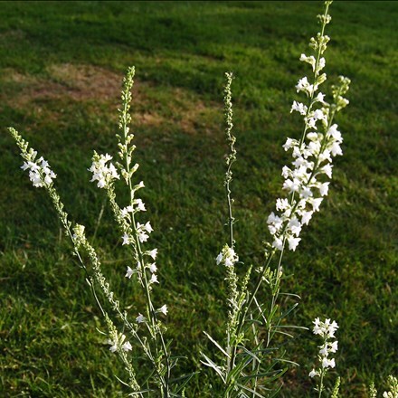 Linaria purpurea Springside White
