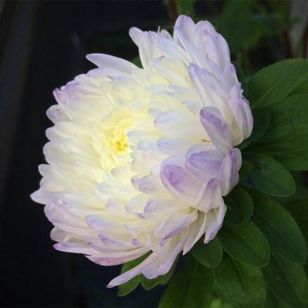 Aster chinensis Silver Blue