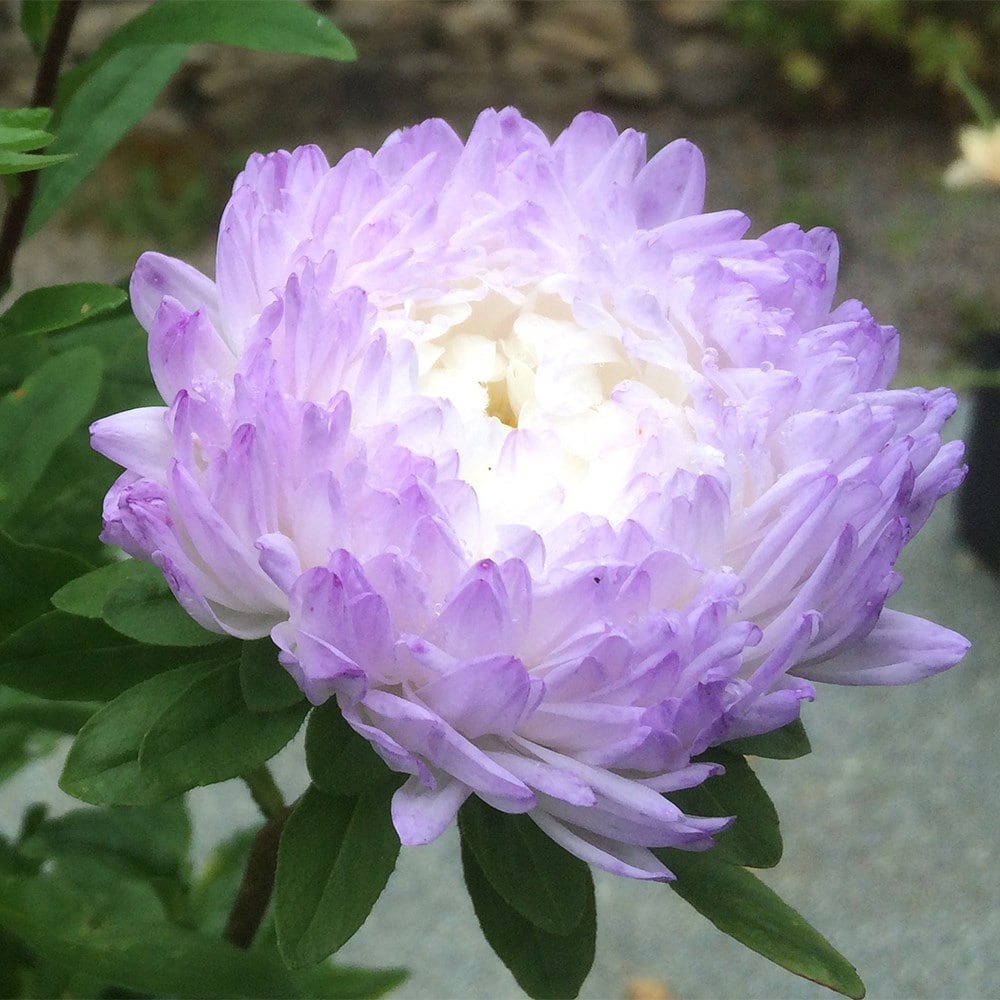 <i>Aster chinensis</i> 'Silver Blue'