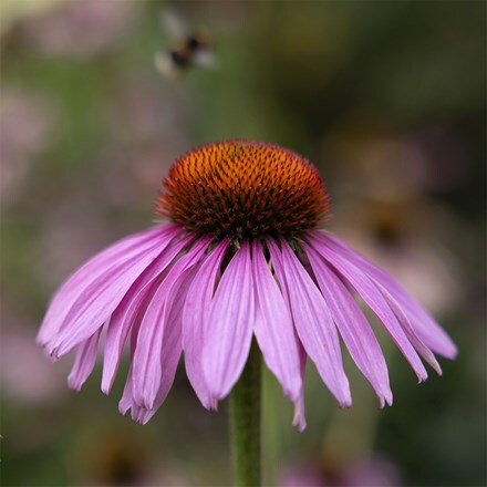 Echinacea purpurea Magnus Superior