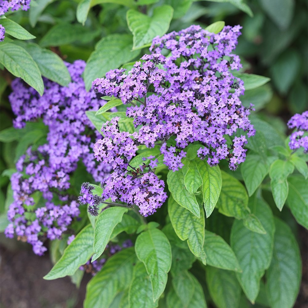 Product options image