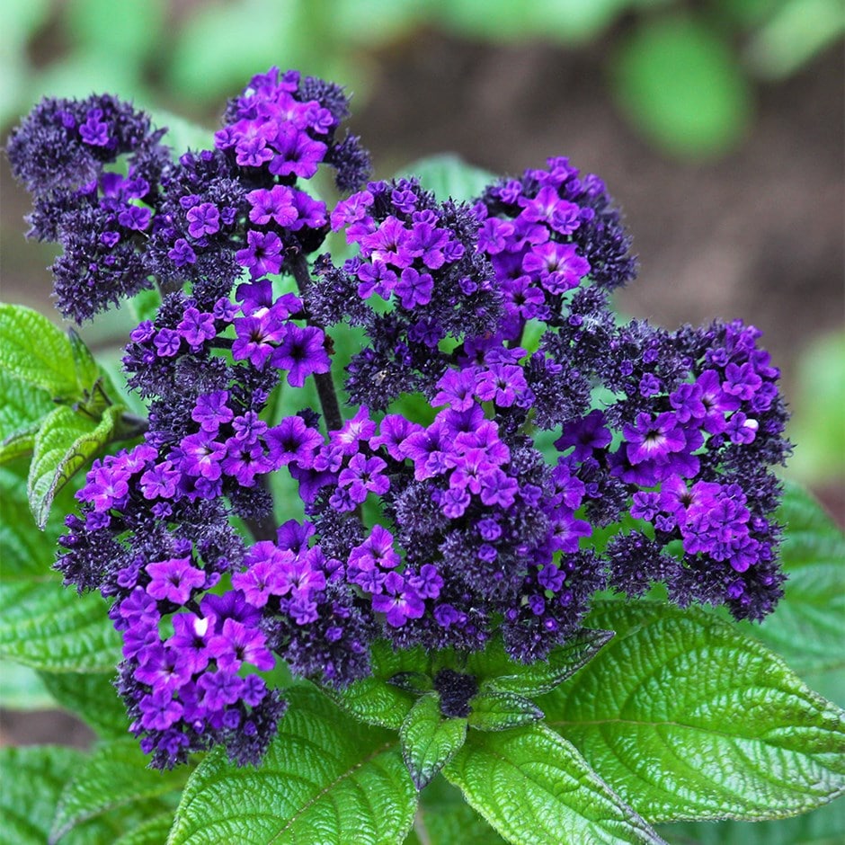 <i>Heliotropium arborescens</i> 'Marine'