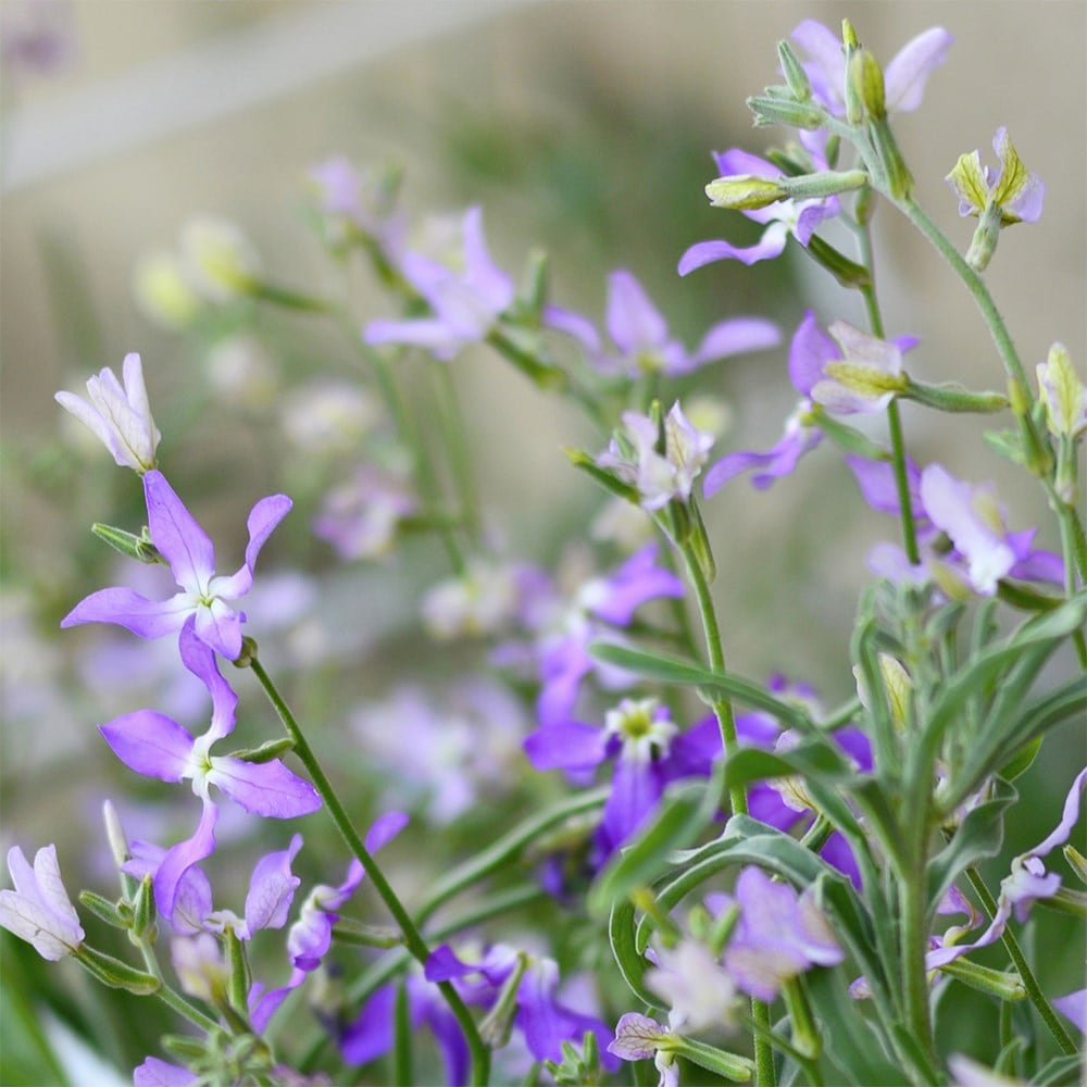 <i>Matthiola longipetala</i> subsp. <i>bicornis</i>