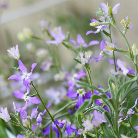Matthiola longipetala subsp. bicornis