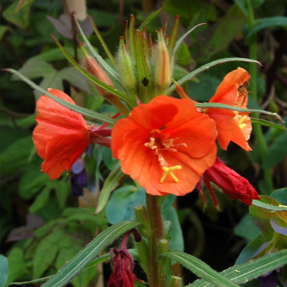 <i>Oenothera versicolor</i> 'Sunset Boulevard'