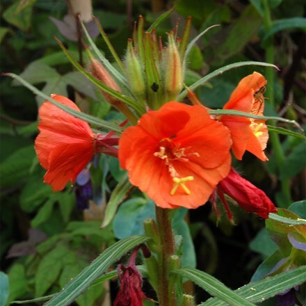 Oenothera versicolor Sunset Boulevard
