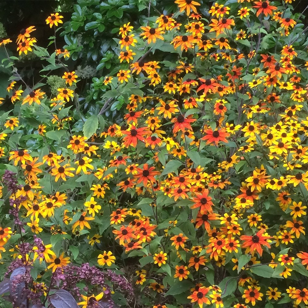 <i>Rudbeckia triloba</i> 'Prairie Glow'