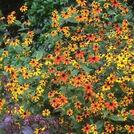 Rudbeckia triloba Prairie Glow