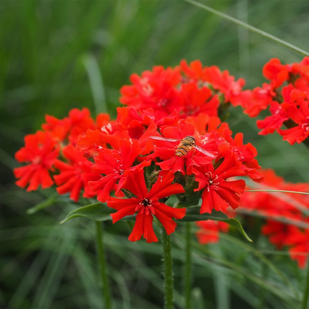 Maltese cross syn. Lychnis chalcedonica