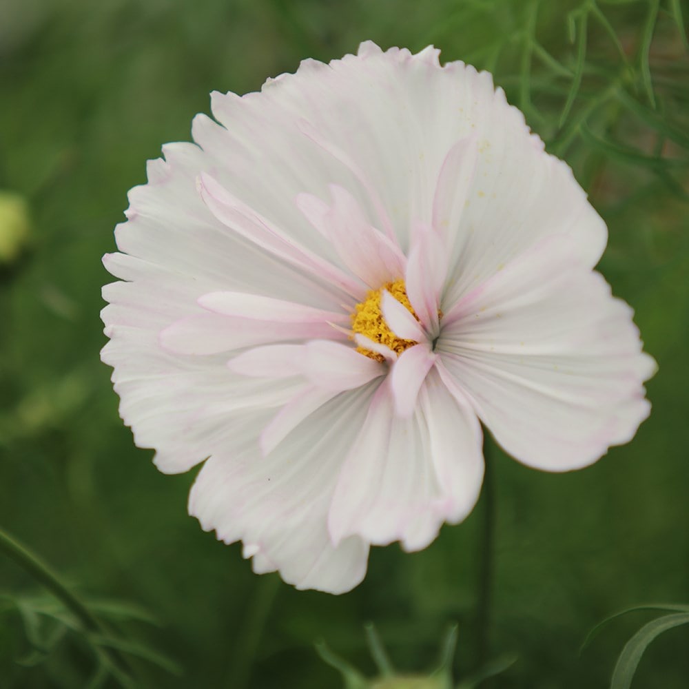 Product options image