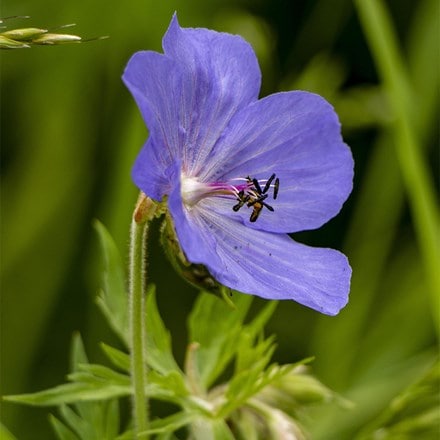 Geranium pratense