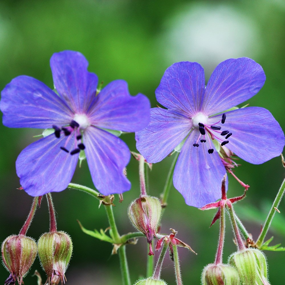 <i>Geranium pratense</i> 