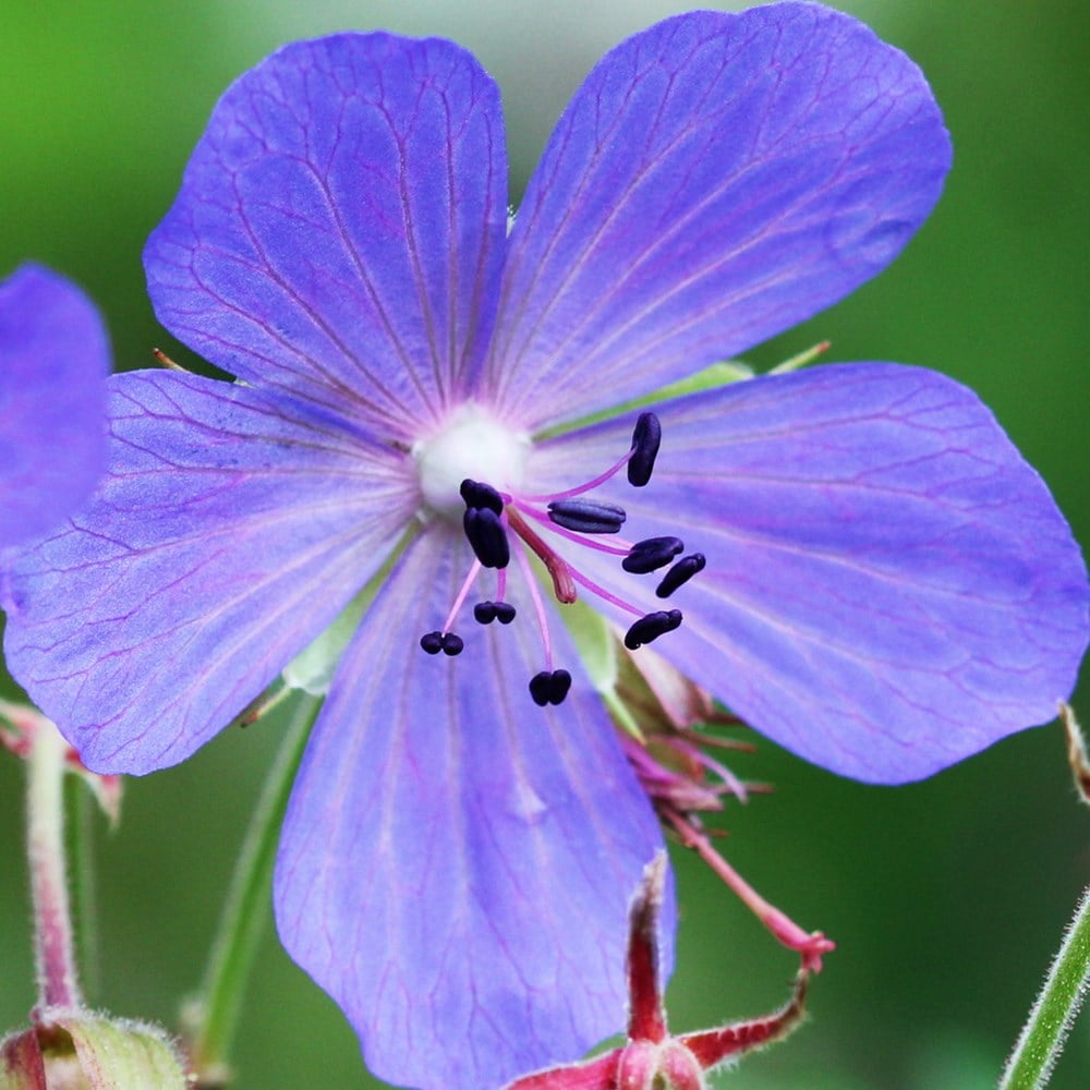 <i>Geranium pratense</i> 