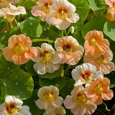 Tropaeolum majus Tip Top Apricot