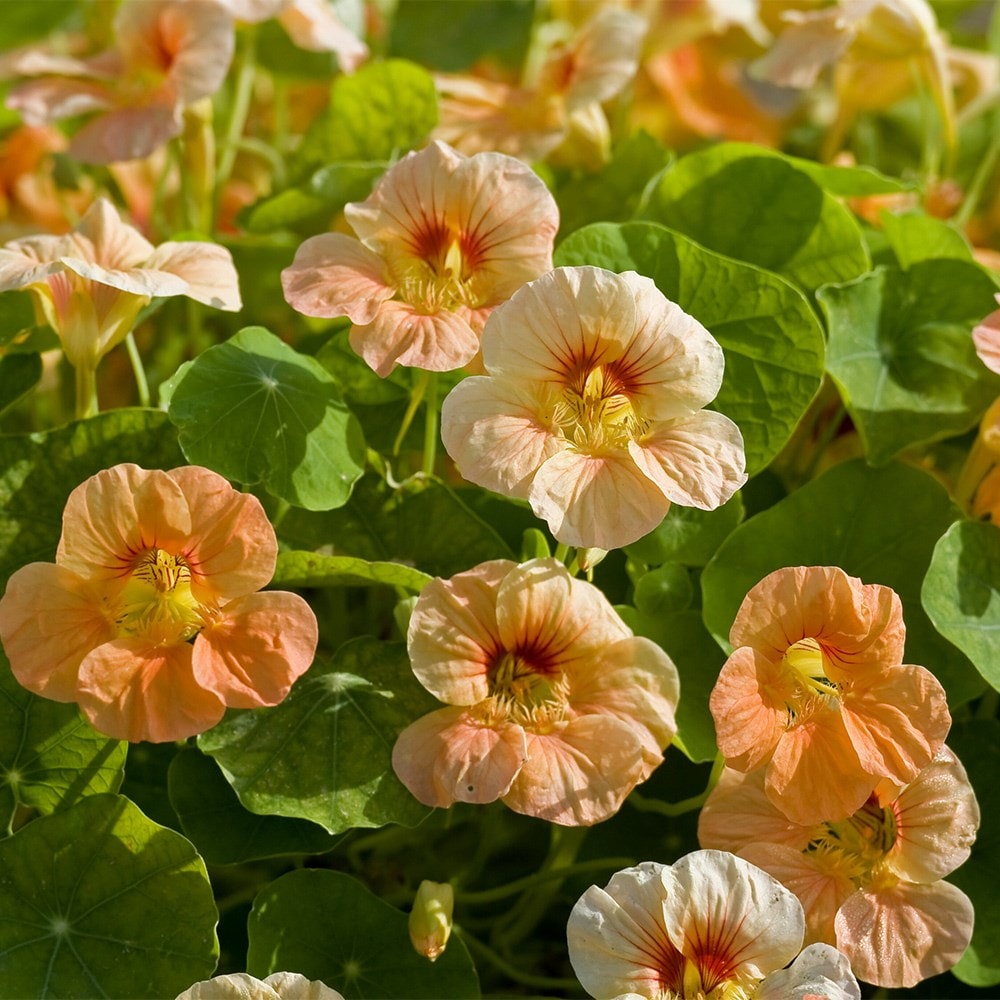 nasturtium - <i>Tropaeolum majus</i> 'Tip Top Apricot'
