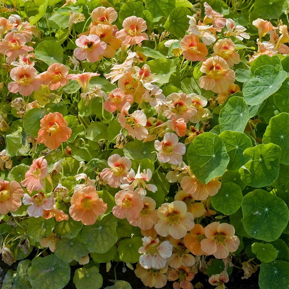 nasturtium - <i>Tropaeolum majus</i> 'Tip Top Apricot'