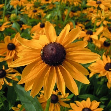Rudbeckia hirta Marmalade