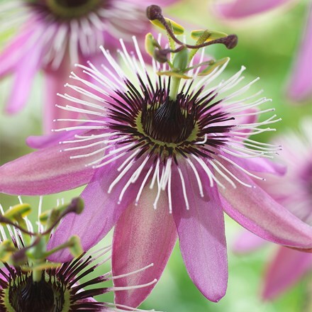 Passiflora × violacea Victoria