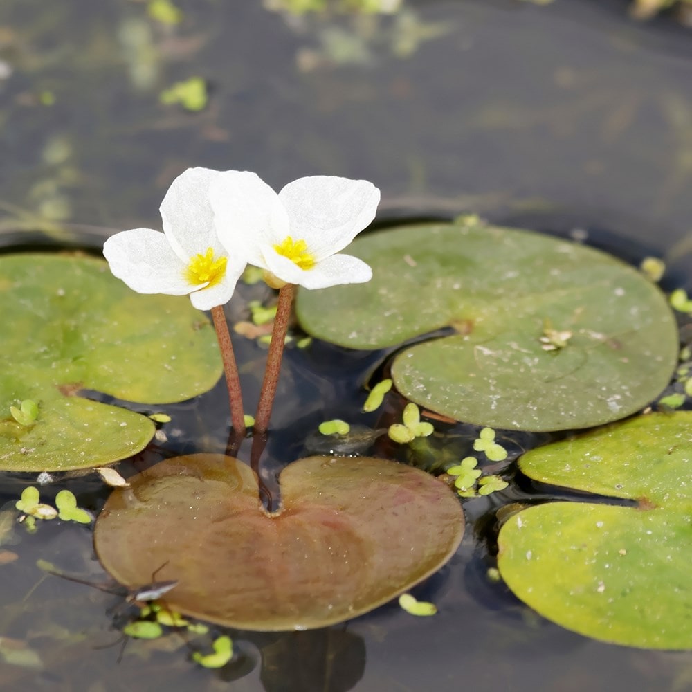 Product options image