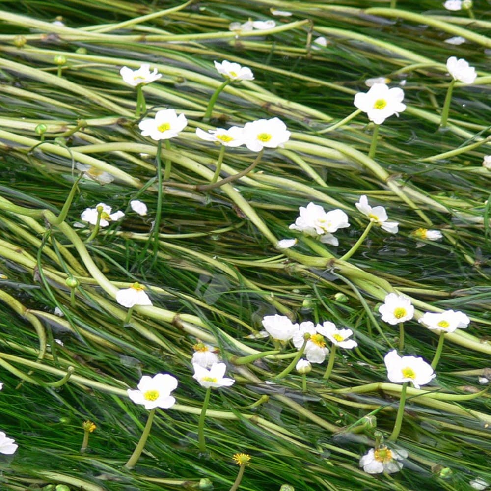 Product options image