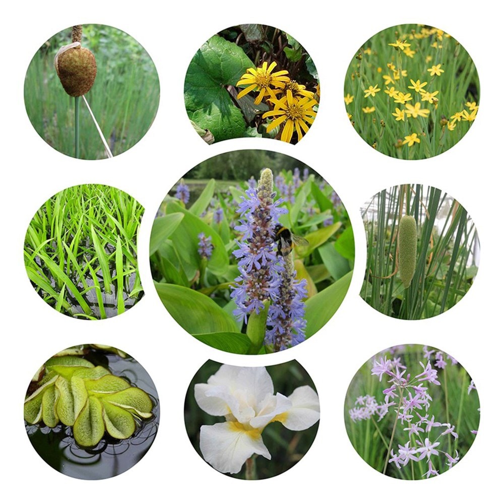 Product options image