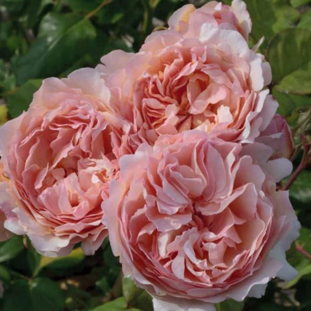 <i>Rosa</i> <b class=small-caps>Princesse Charlene de Monaco</b> ('Meidysouk') | Shrub Rose