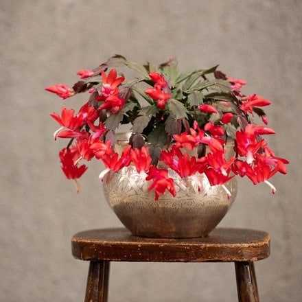Red Christmas cactus