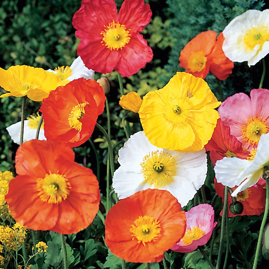Buy Icelandic poppy Papaver nudicaule Panama Mix: £5.99 Delivery by Crocus