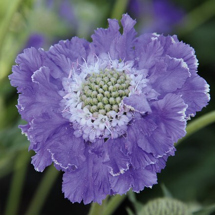 Scabiosa caucasica Fama Deep Blue