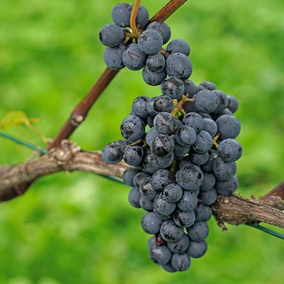red wine outdoor grape vine (syn. Vitis vinifera 'Pinot Noir')
