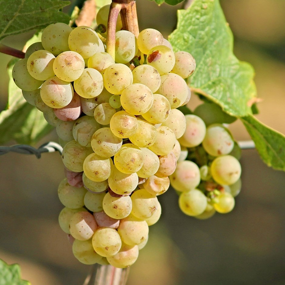 grape 'Centennial Seedless'