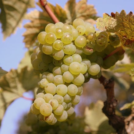 grape Müller-Thurgau