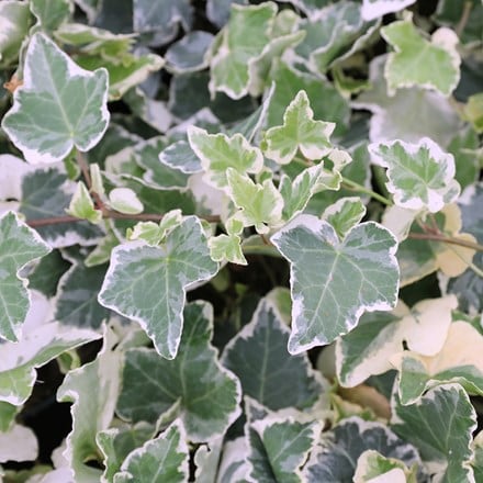 Hedera helix Clotted Cream