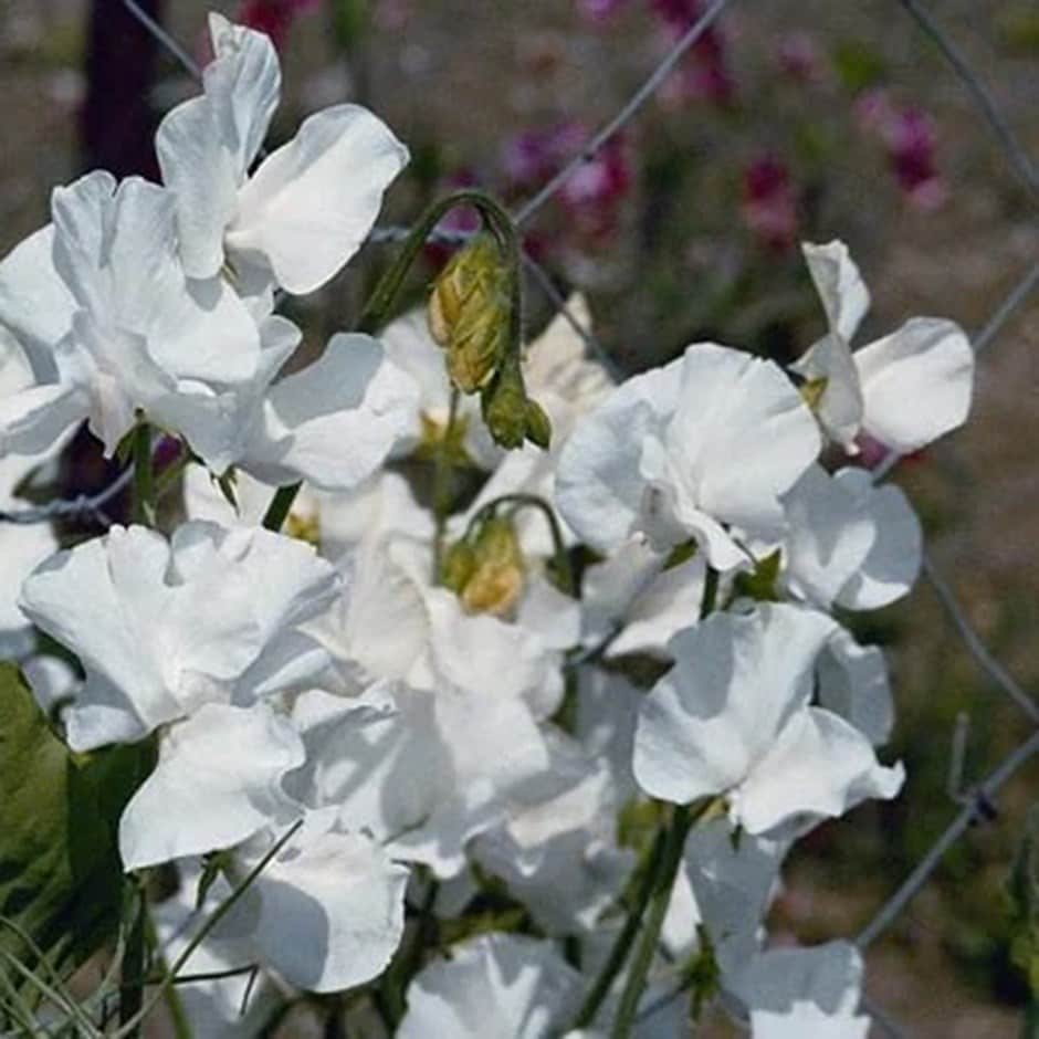 <i>Lathyrus odoratus</i> 'Diamond Jubilee'