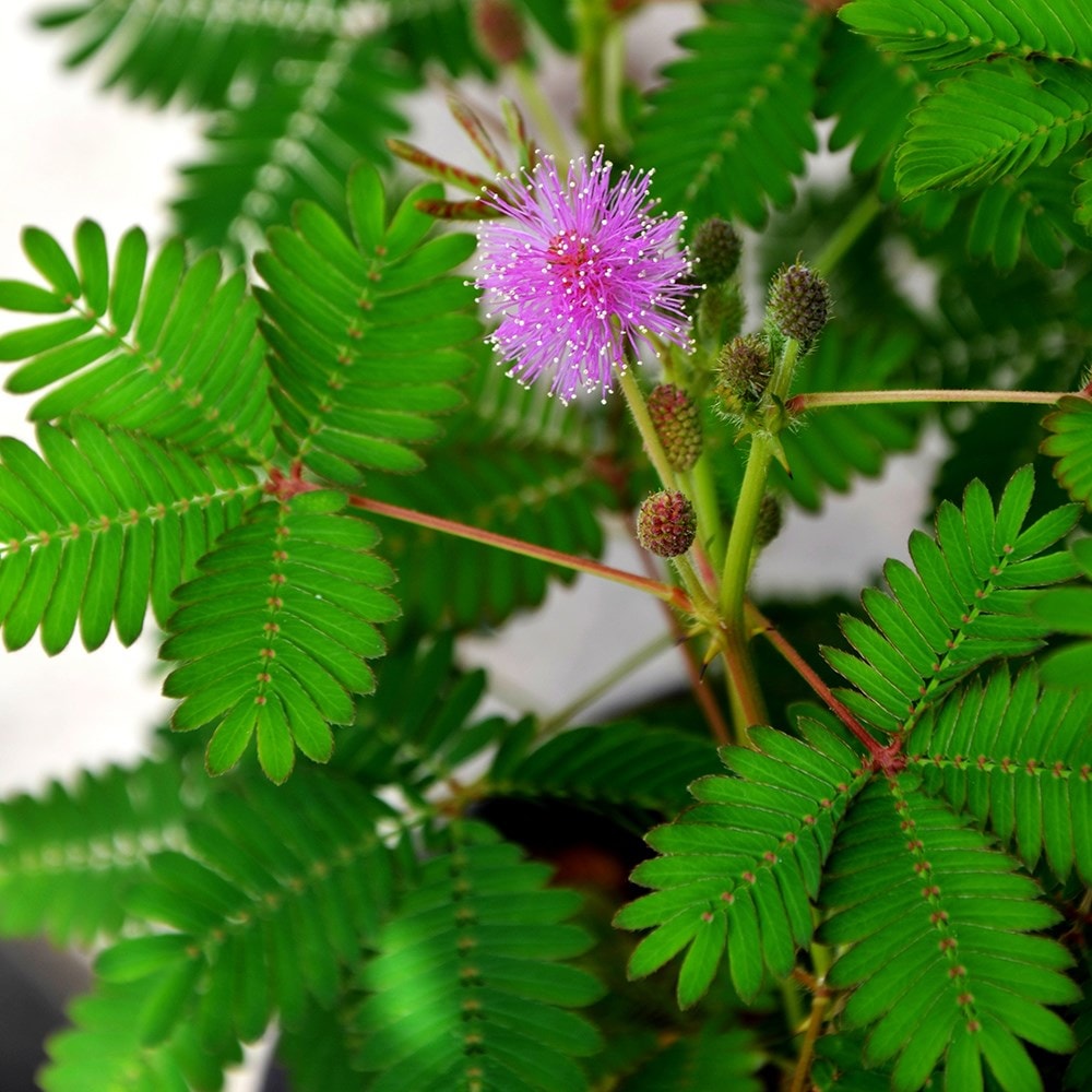 <i>Mimosa pudica</i> 