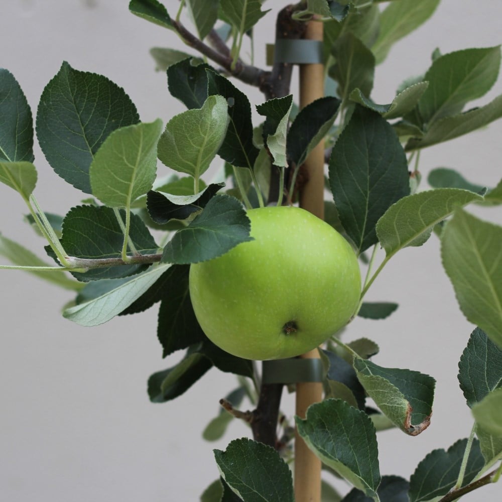 Product options image