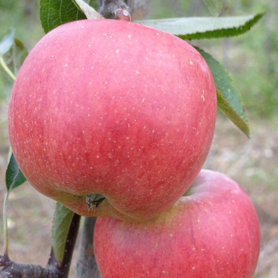 apple 'Braeburn Hillwell'