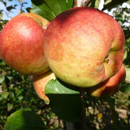 apple 'Falstaff' (PBR)