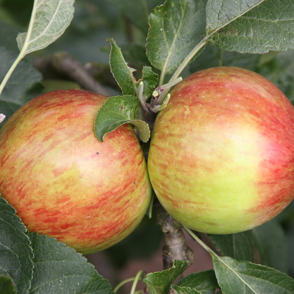 apple 'Laxton's Fortune'